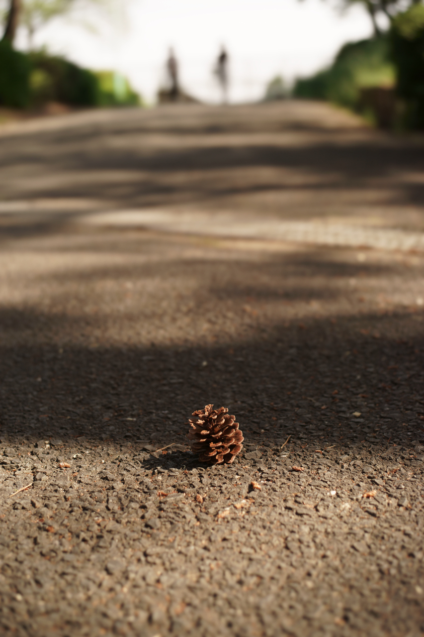 計画計画 Canon Ef50mm F1 8 Stm l